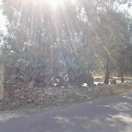 L'edera